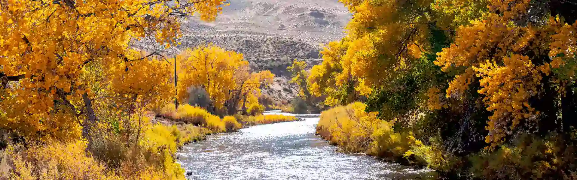 An image of a creek cutting through a golden brush and trees on either side.